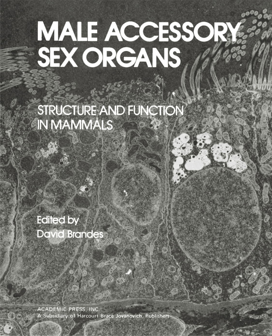 Cover image for Male Accessory Sex Organs