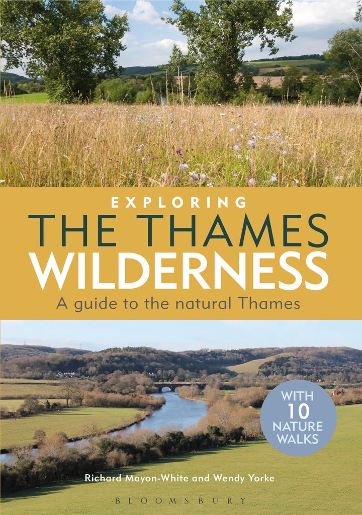 Cover image for Exploring the Thames Wilderness