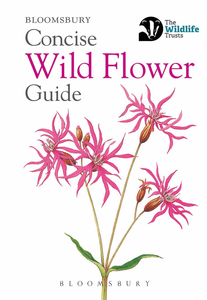 Cover image for Concise Wild Flower Guide