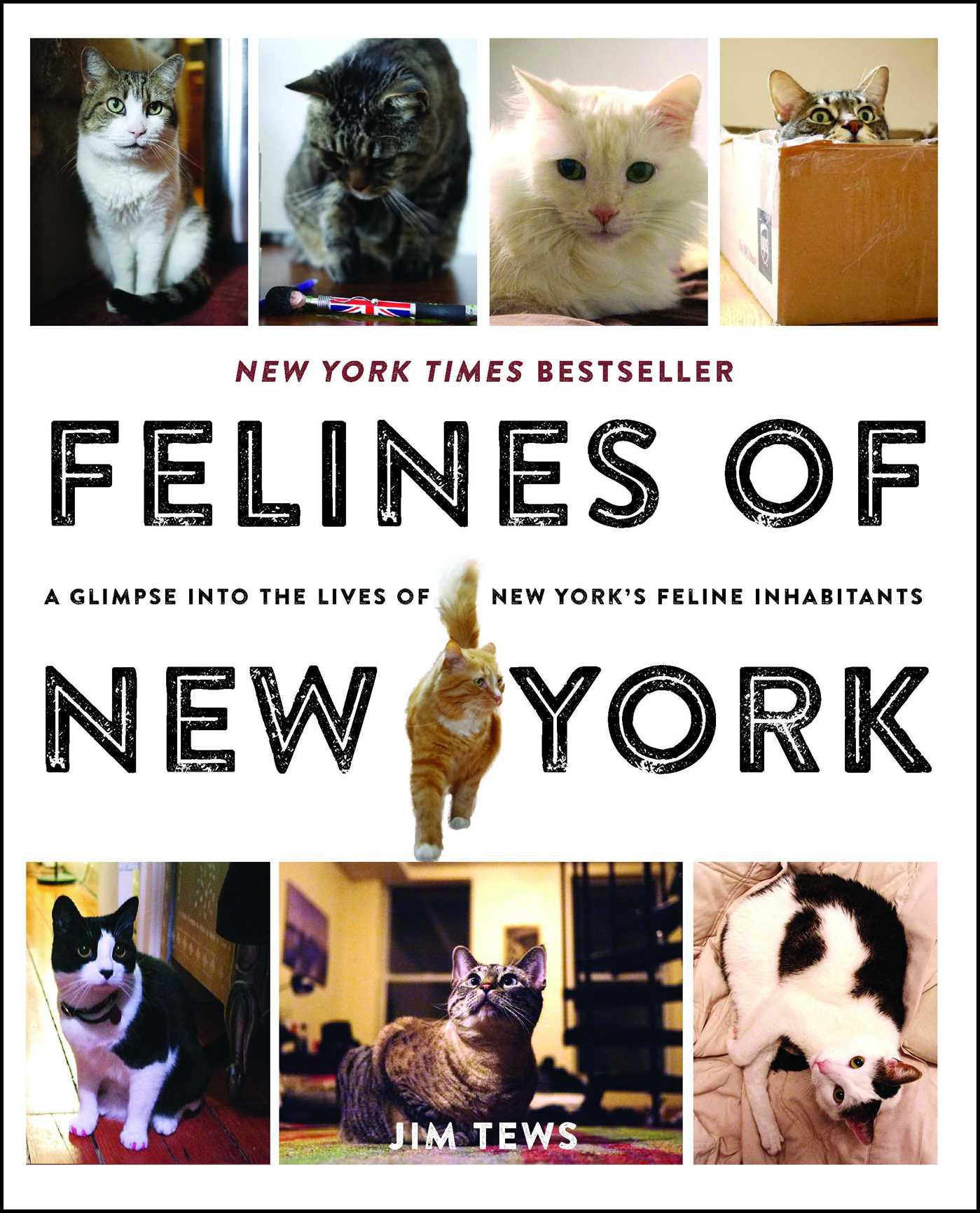 Cover image for Felines of New York