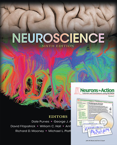 Neuroscience 6th Edition with Neurons in by: Dale Purves