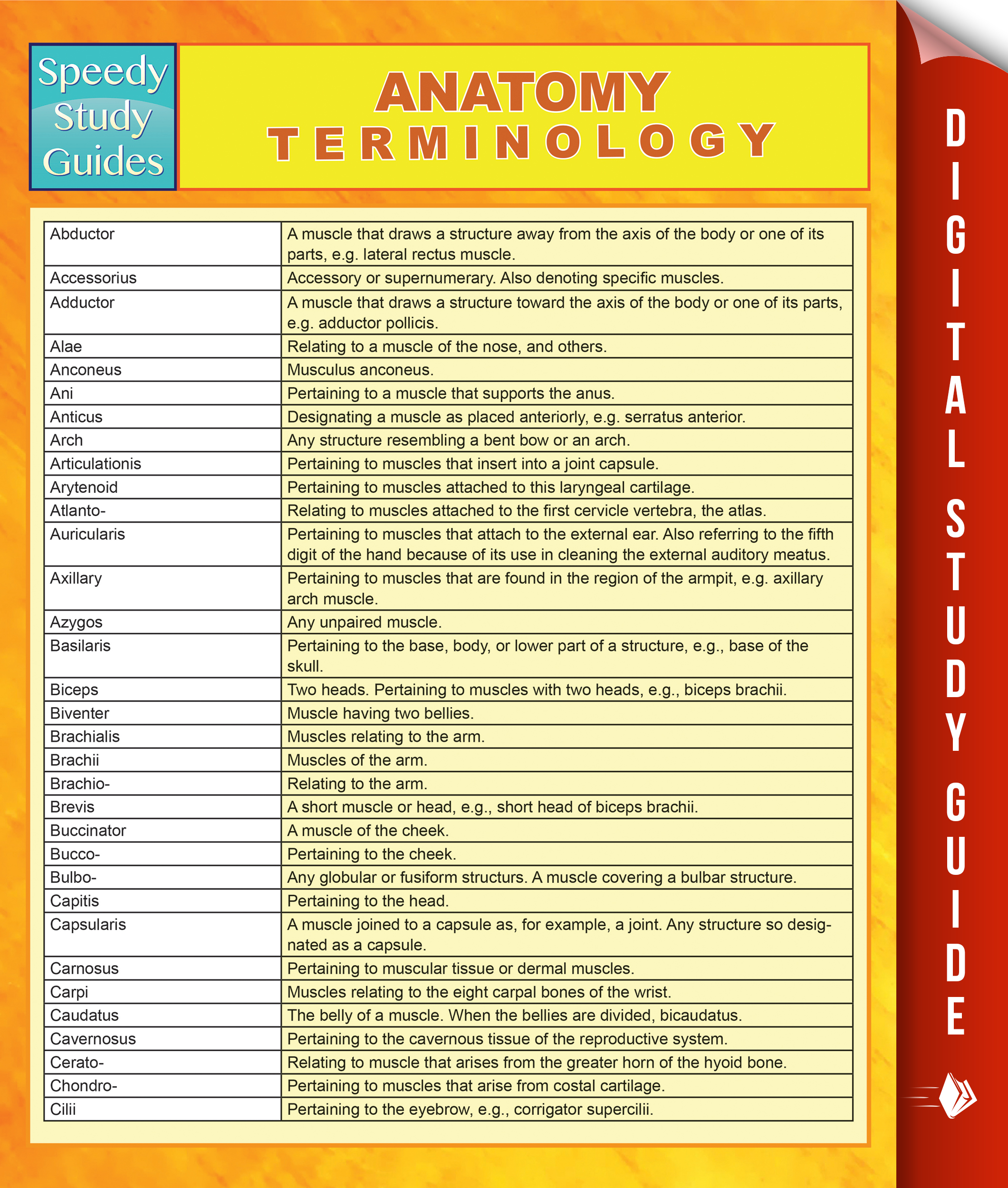 Anatomy Terminology