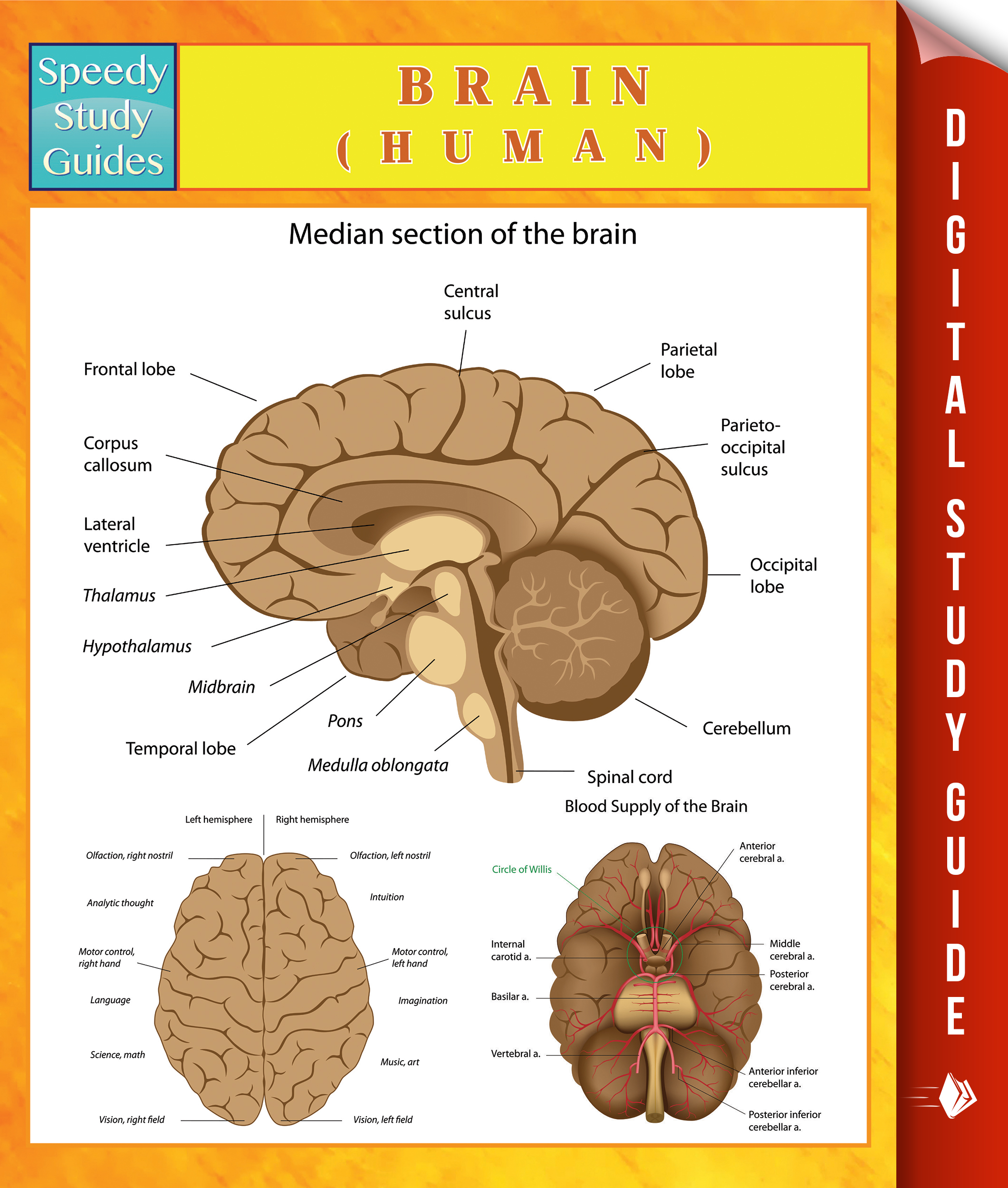 Brain (Human)