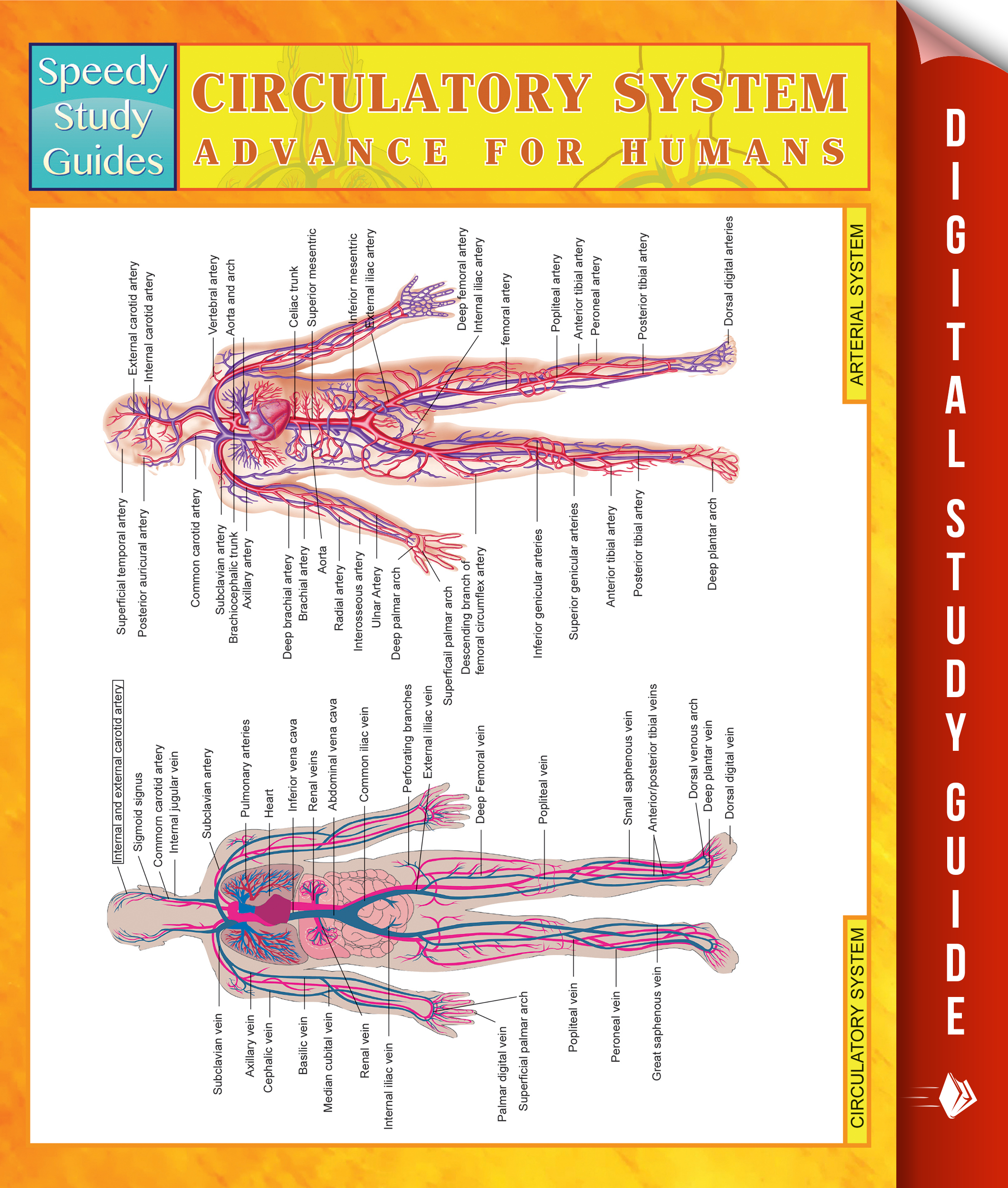 Circulatory System Advanced For Humans