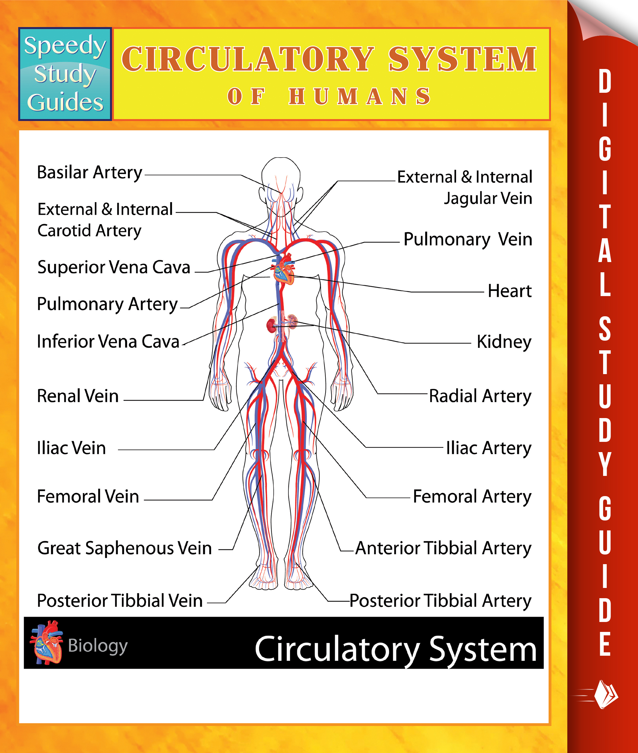 Circulatory System Of Humans Speedy Study Guides