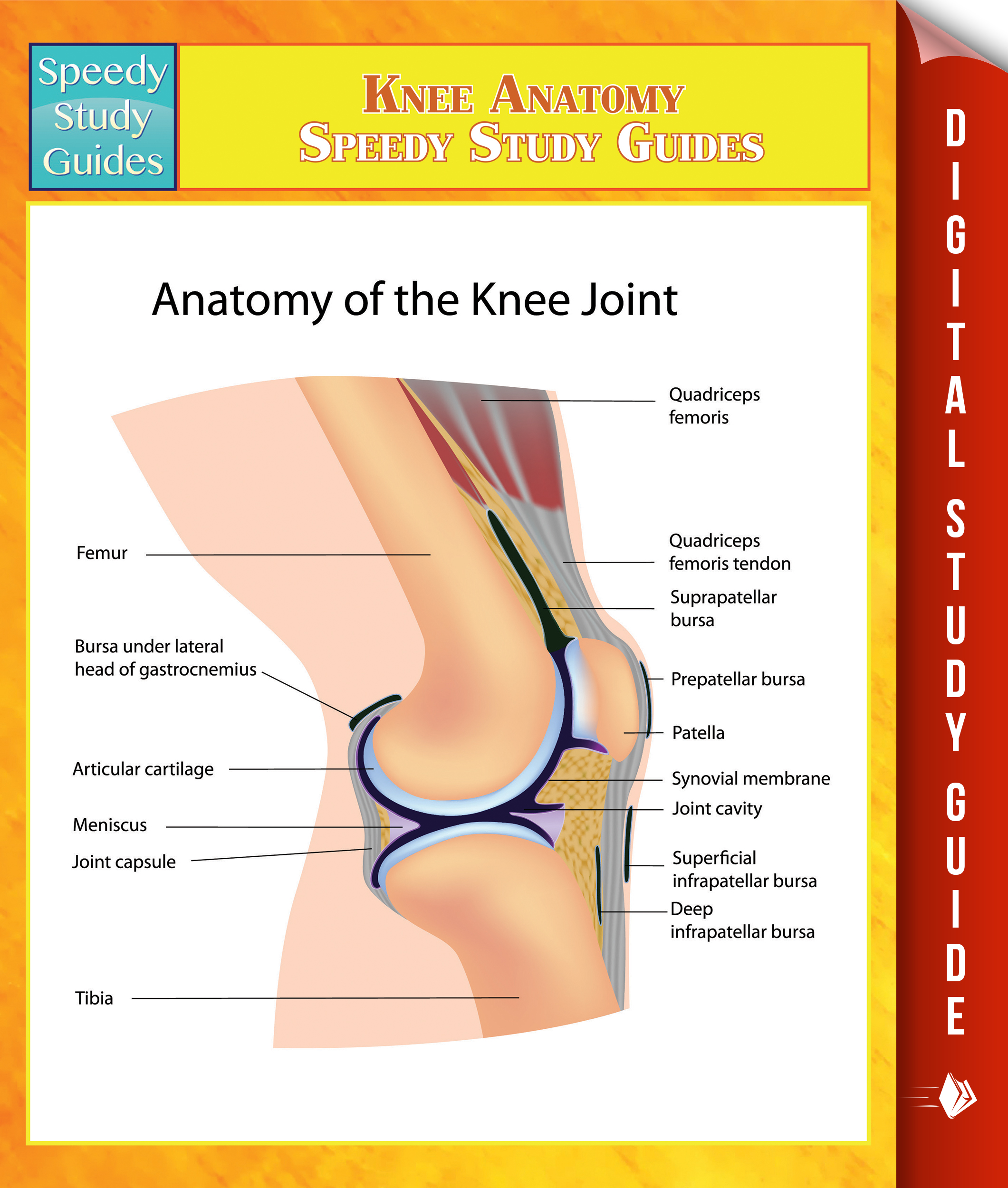 Knee Anatomy Speedy Study Guides