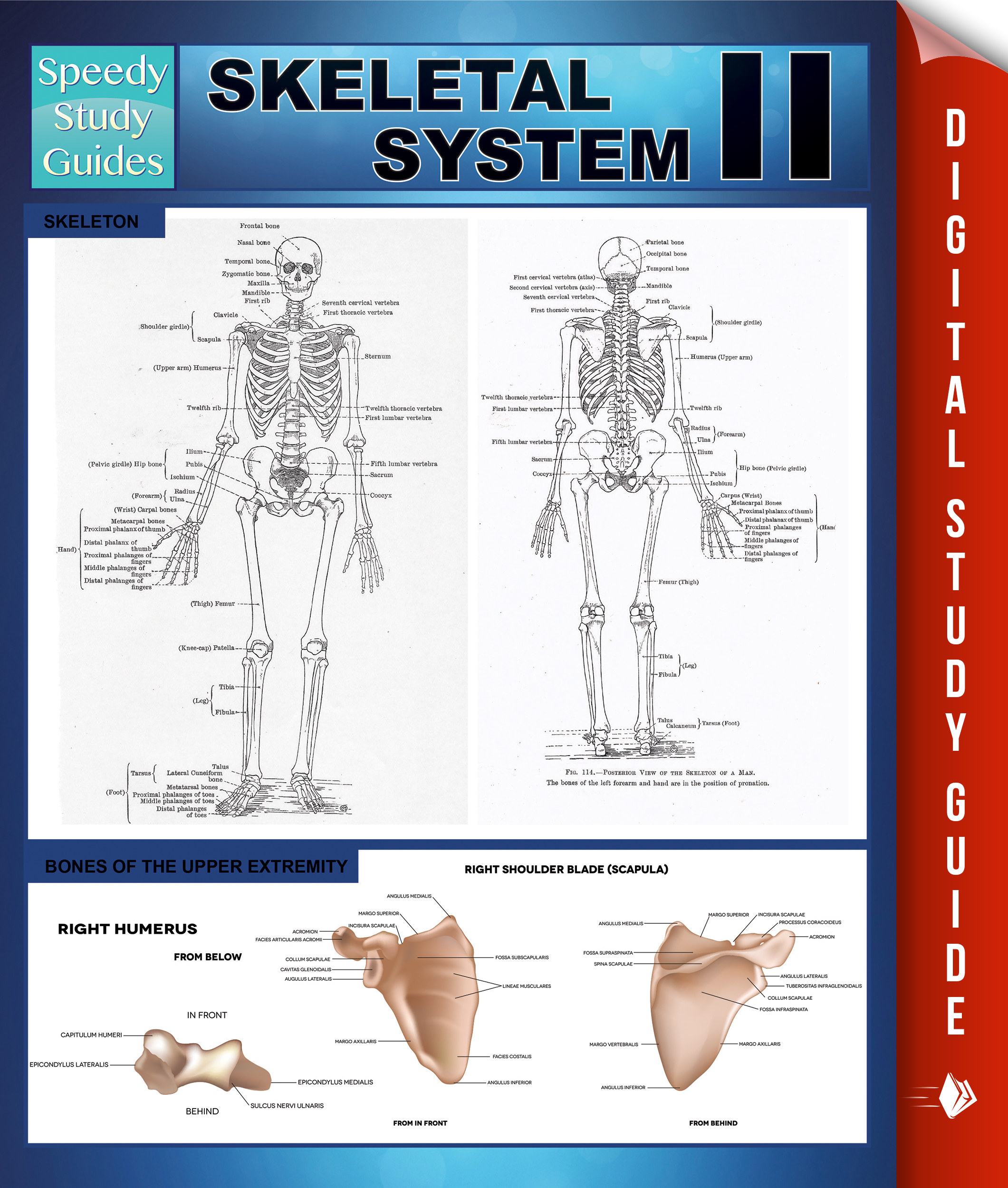 Skeletal System II (Speedy Study Guides)