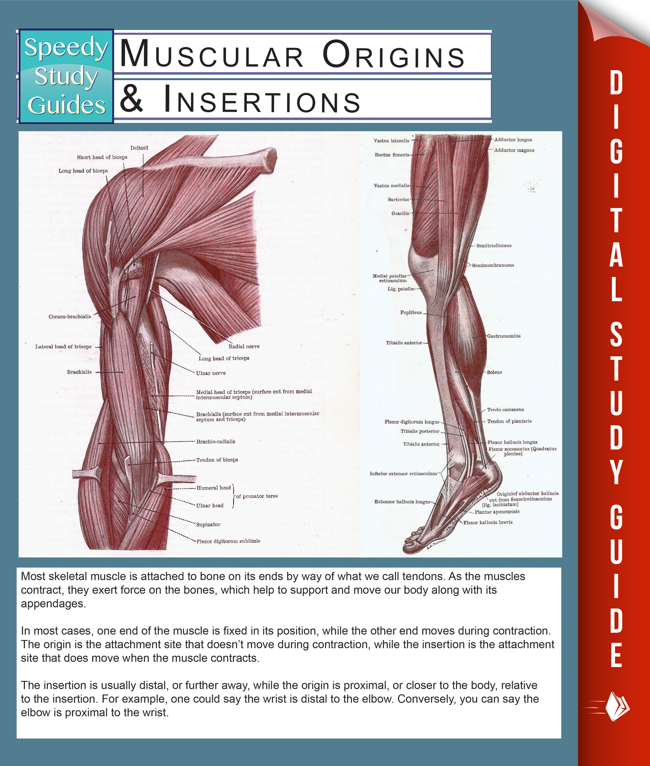 Muscular Origins & Insertions (Speedy Study Guides)