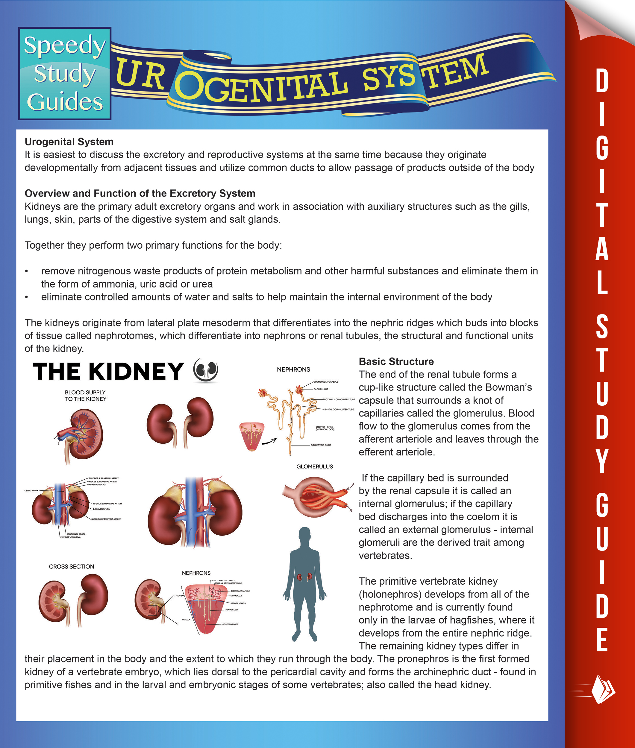 Urogenital System (Speedy Study Guides)