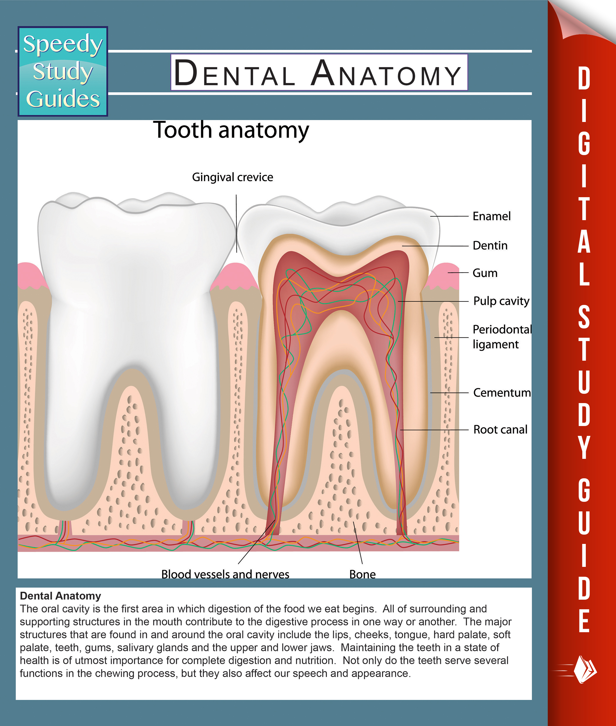 Dental Anatomy (Speedy Study Guides)