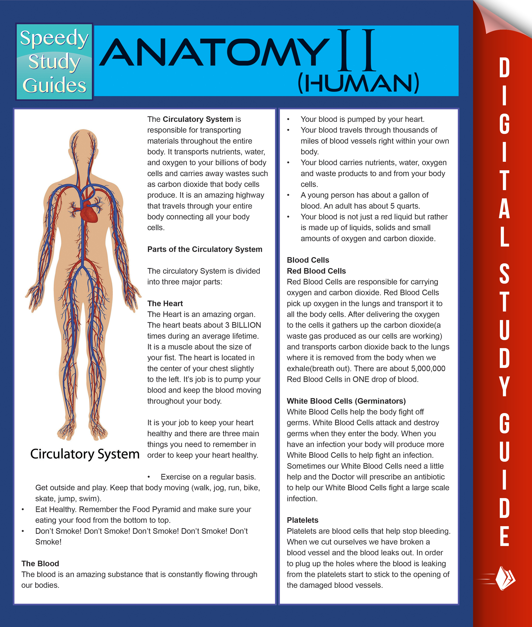 Anatomy II (Human) (Speedy Study Guides)