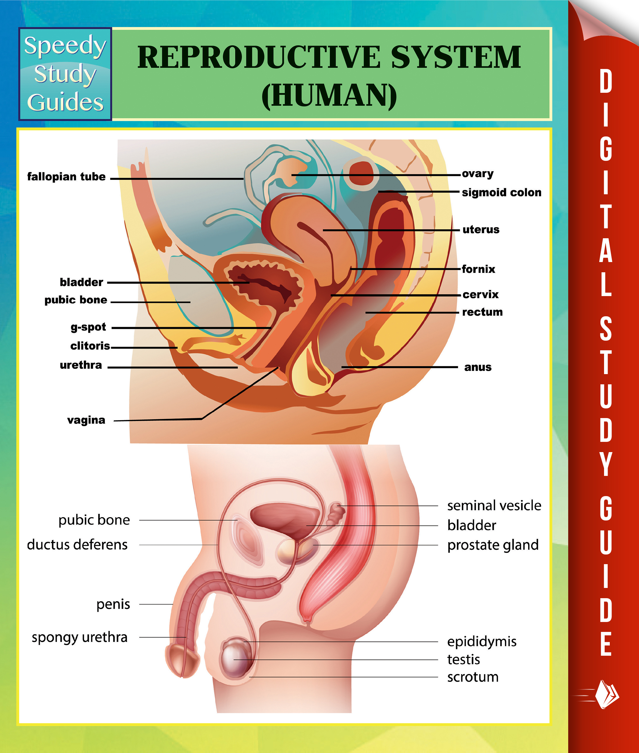 Reproductive System (Human) Speedy Study Guides