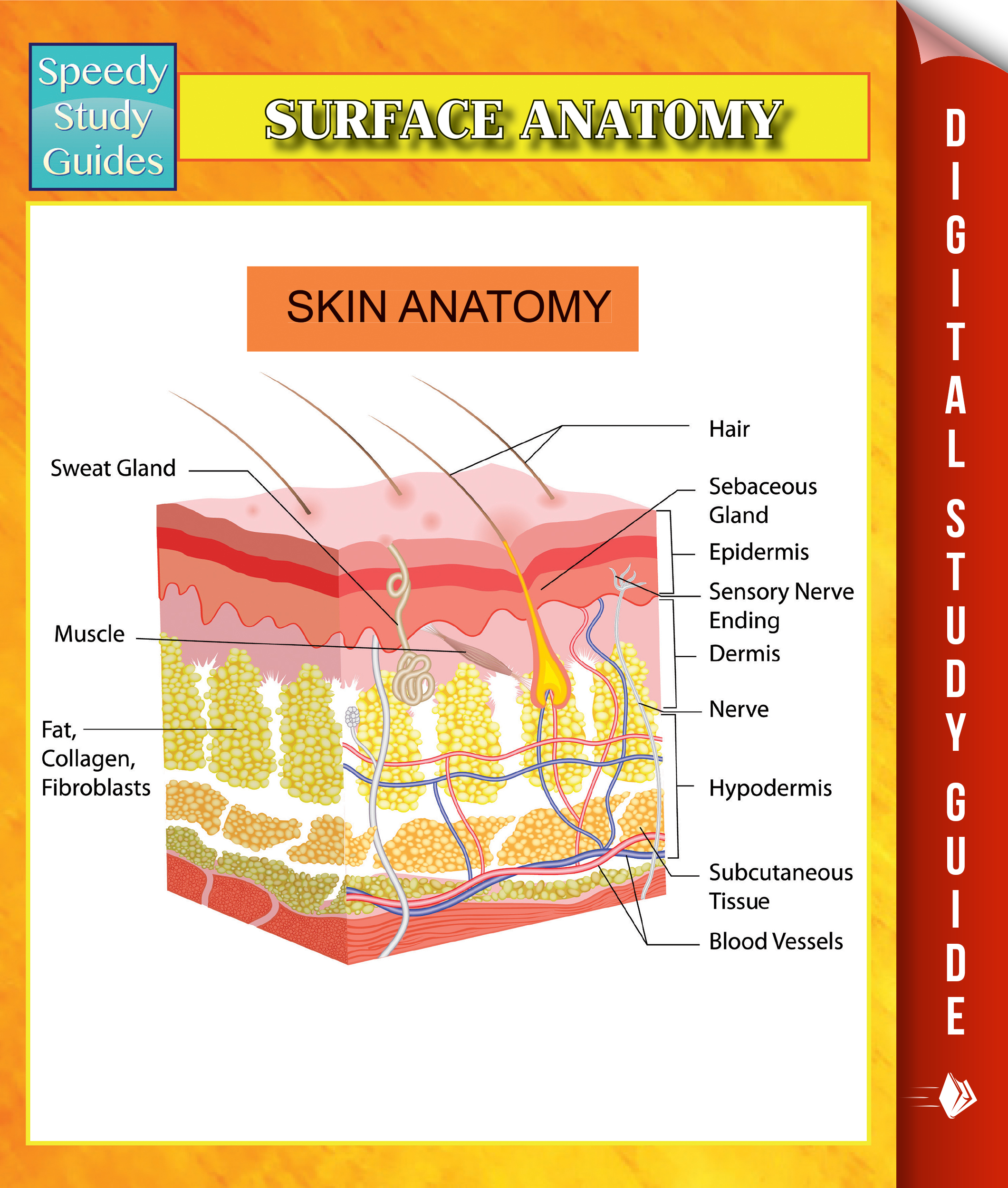 Surface Anatomy Speedy Study Guides