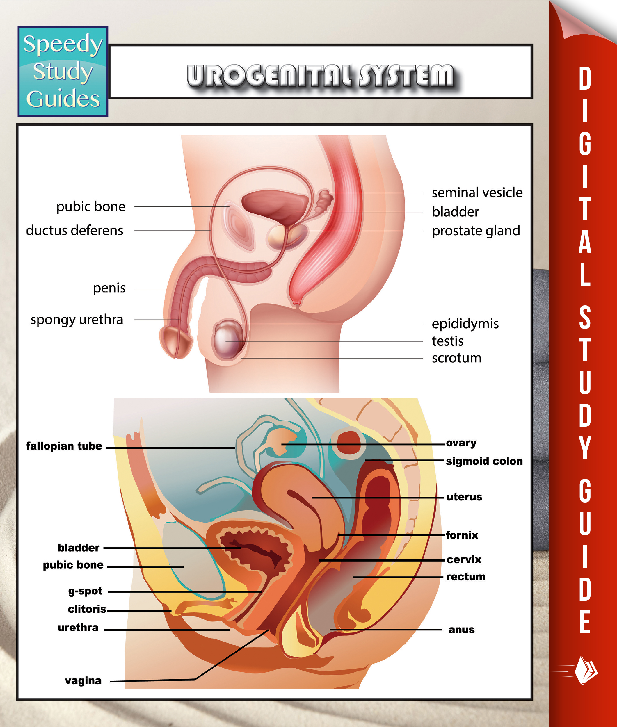 Urogenital System Speedy Study Guides