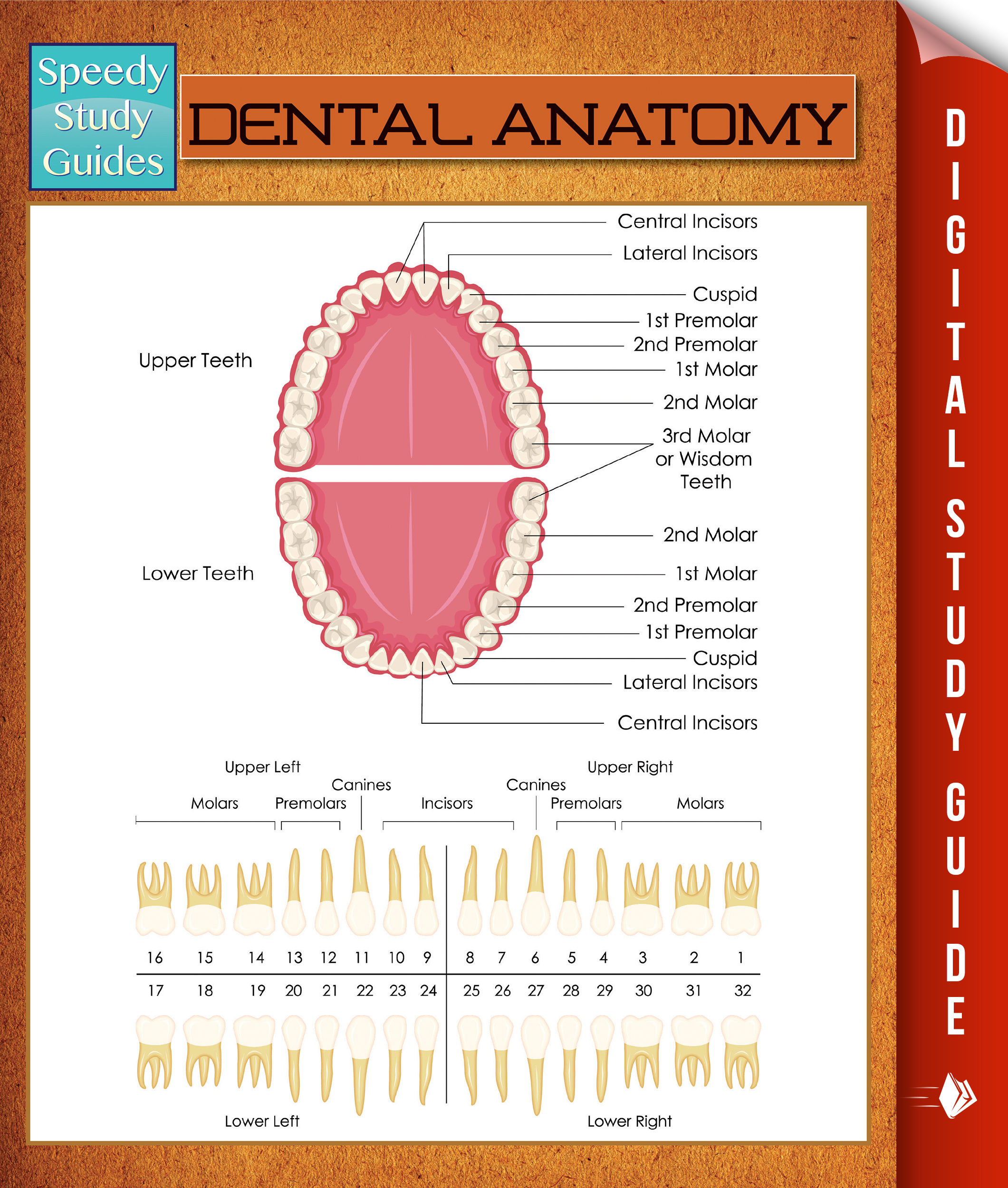 Dental Anatomy