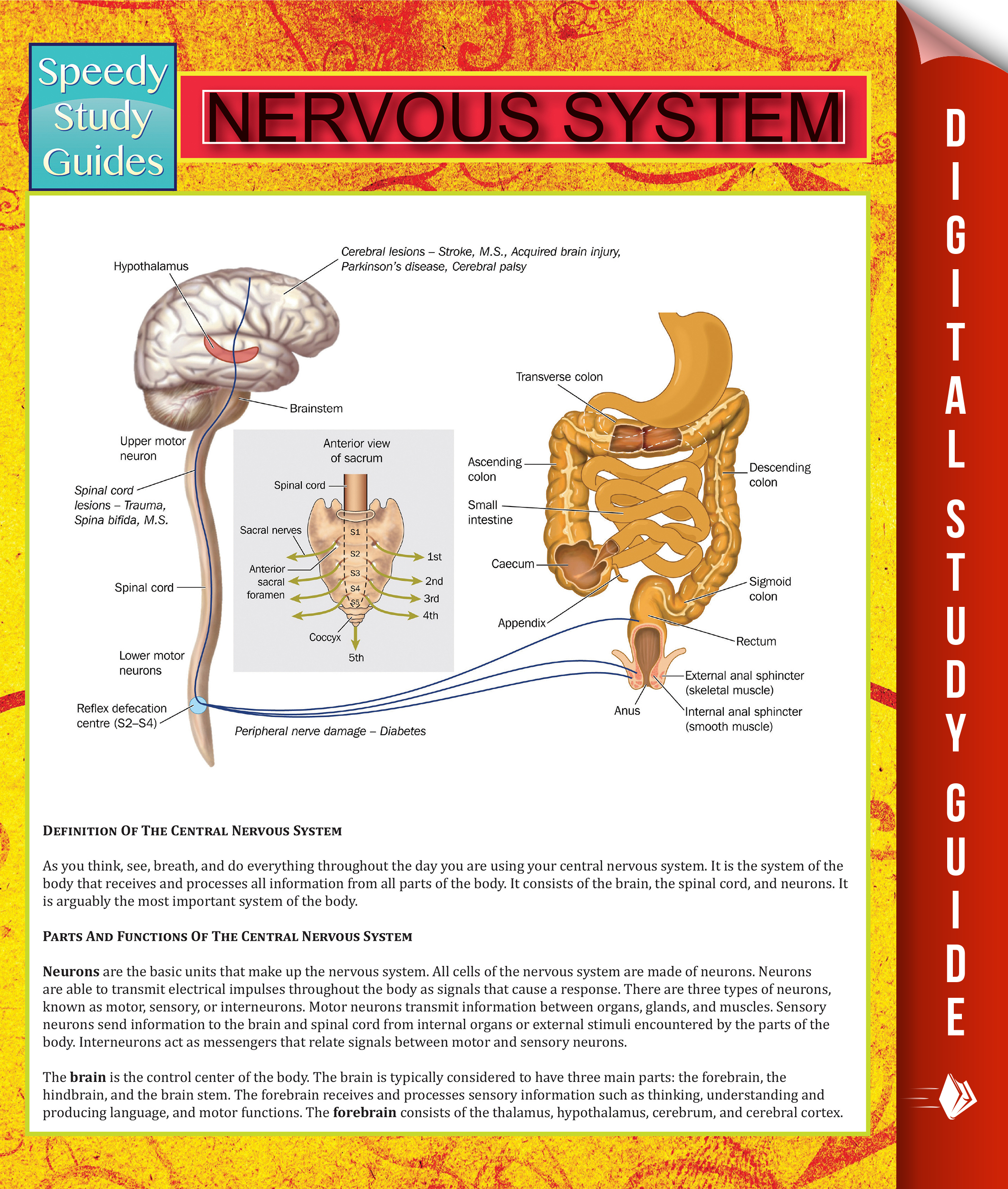 Nervous System