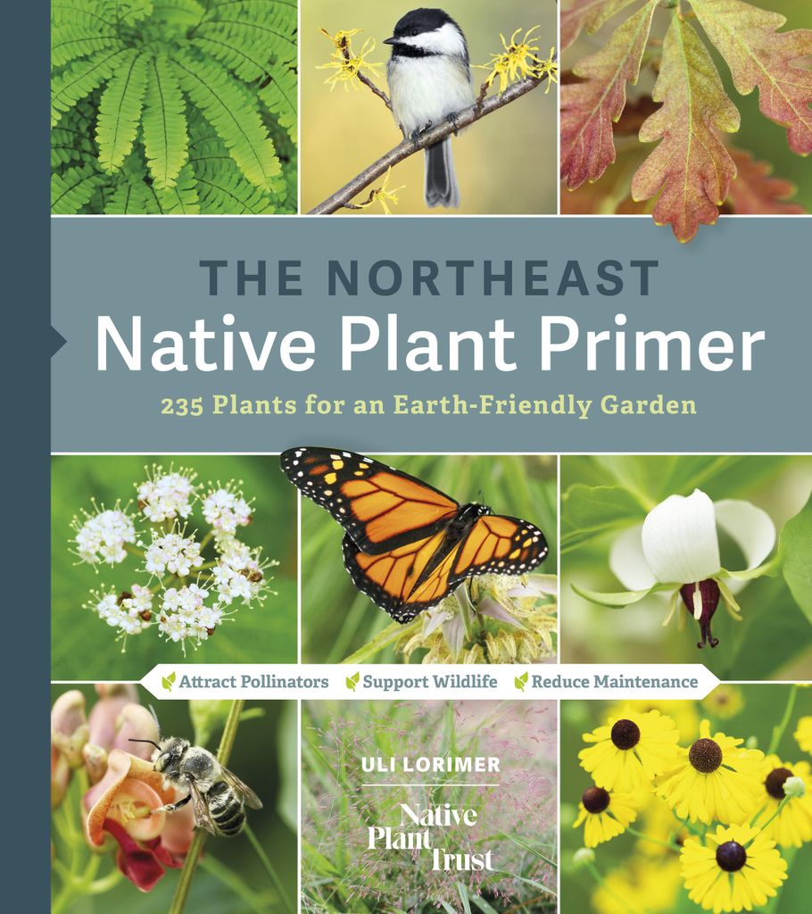 Cover image for The Northeast Native Plant Primer
