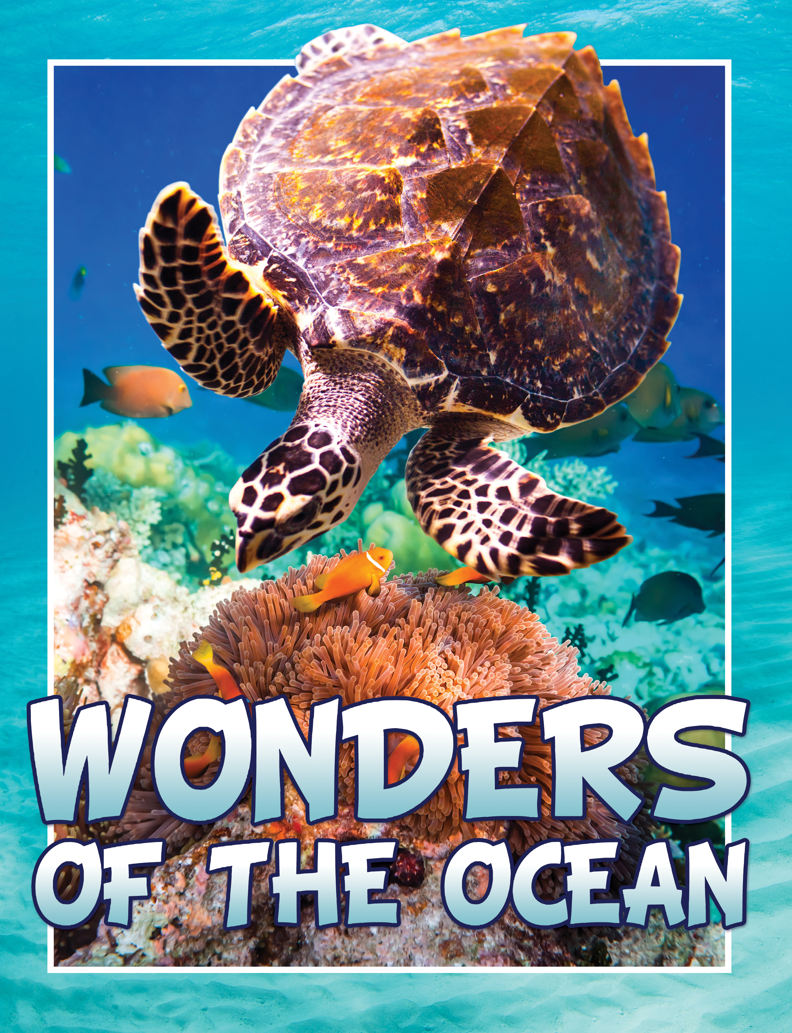 Wonders Of The Ocean