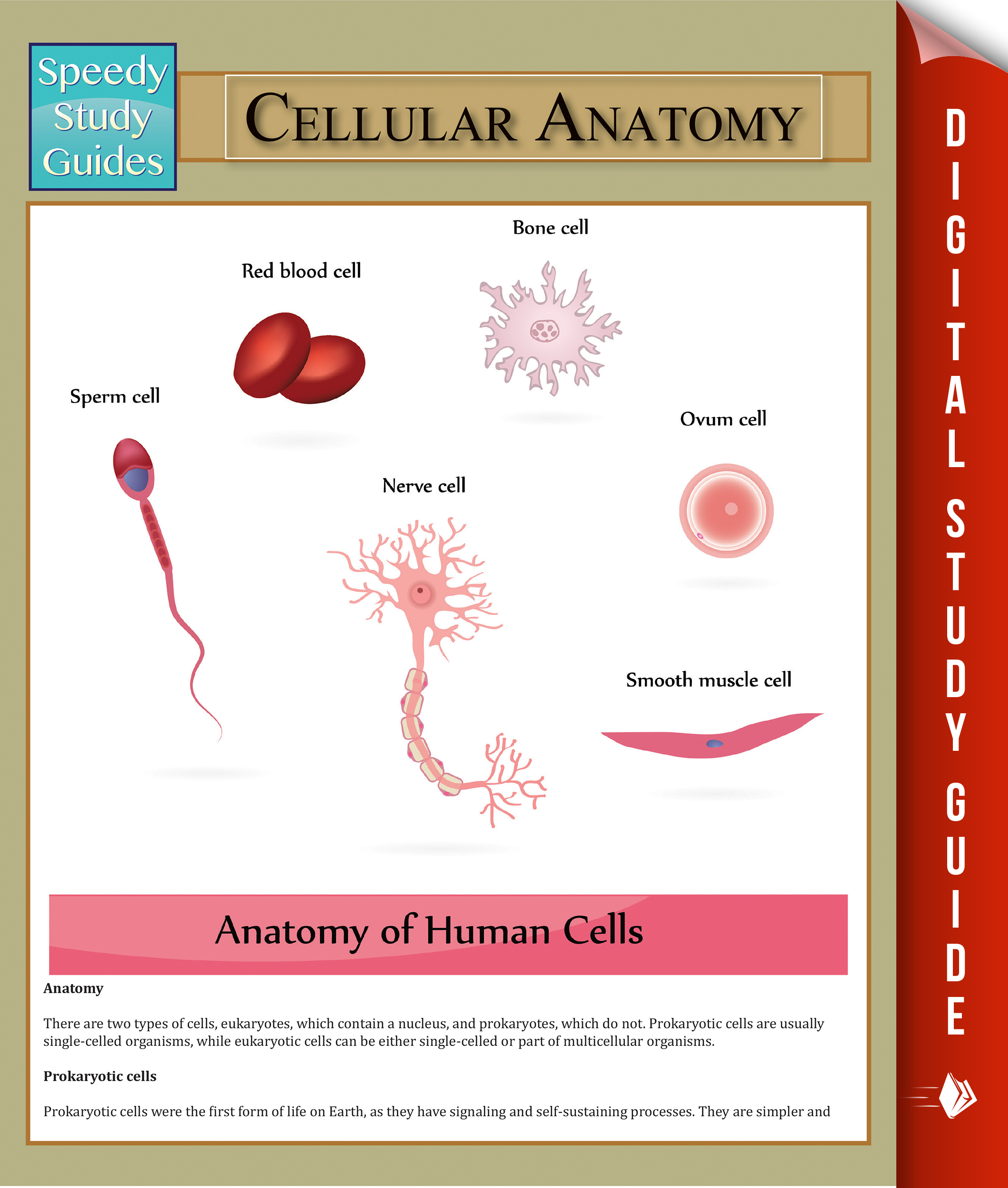 Cellular Anatomy