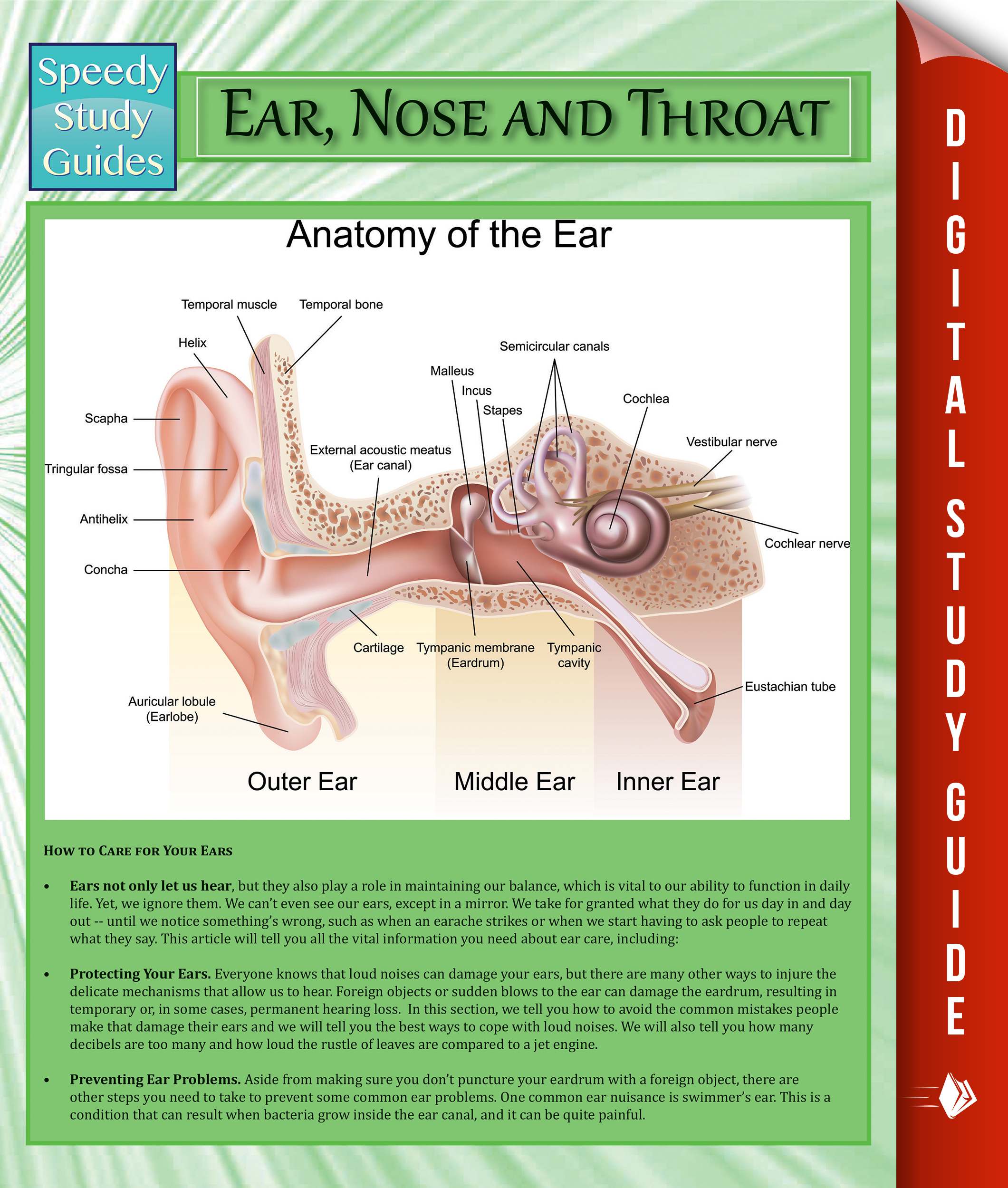 Ear, Nose and Throat