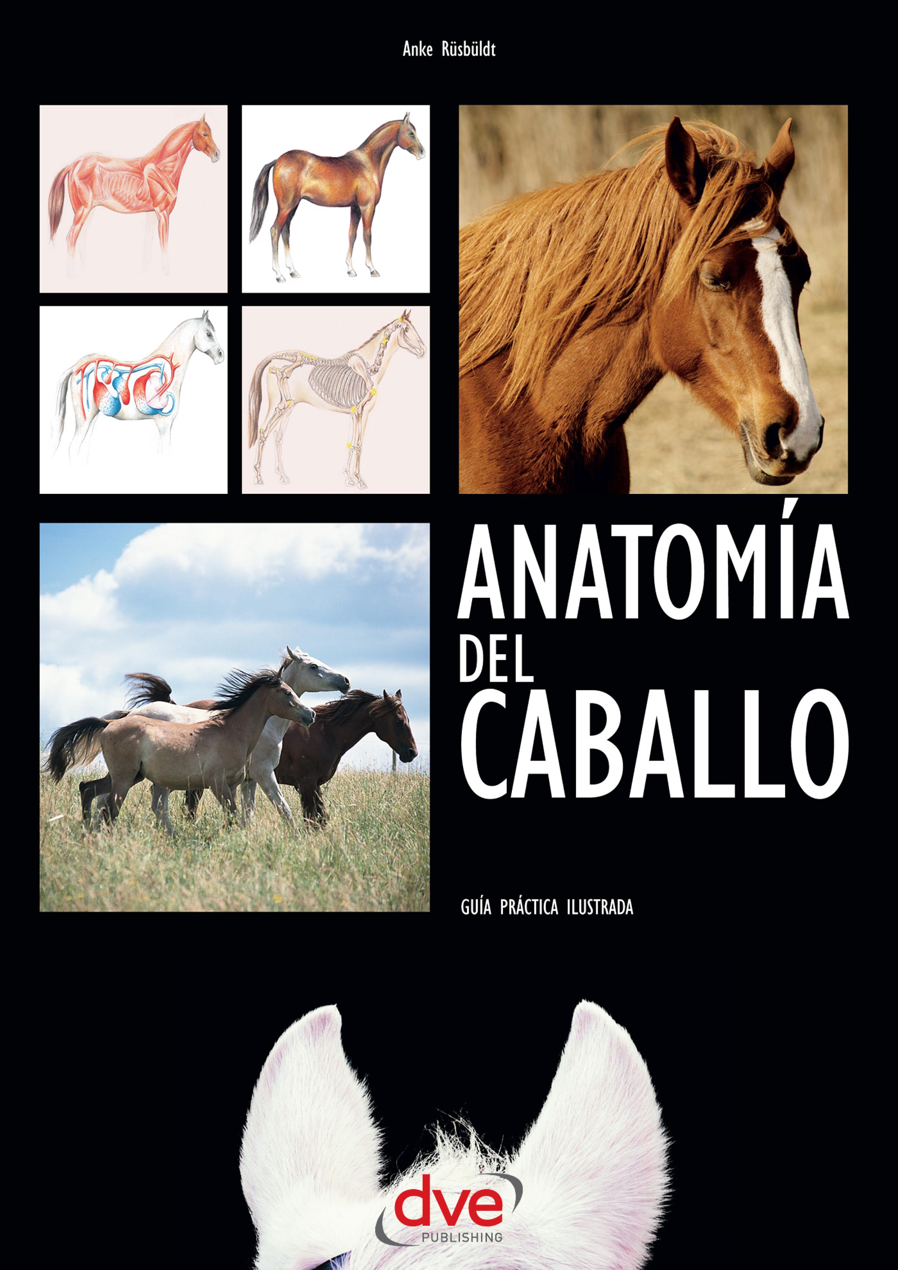 Cover image for Anatomia del caballo: Guia practica ilustrada