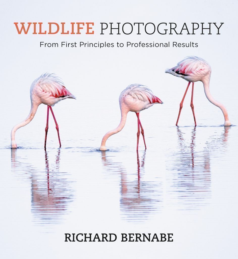 Cover image for Wildlife Photography