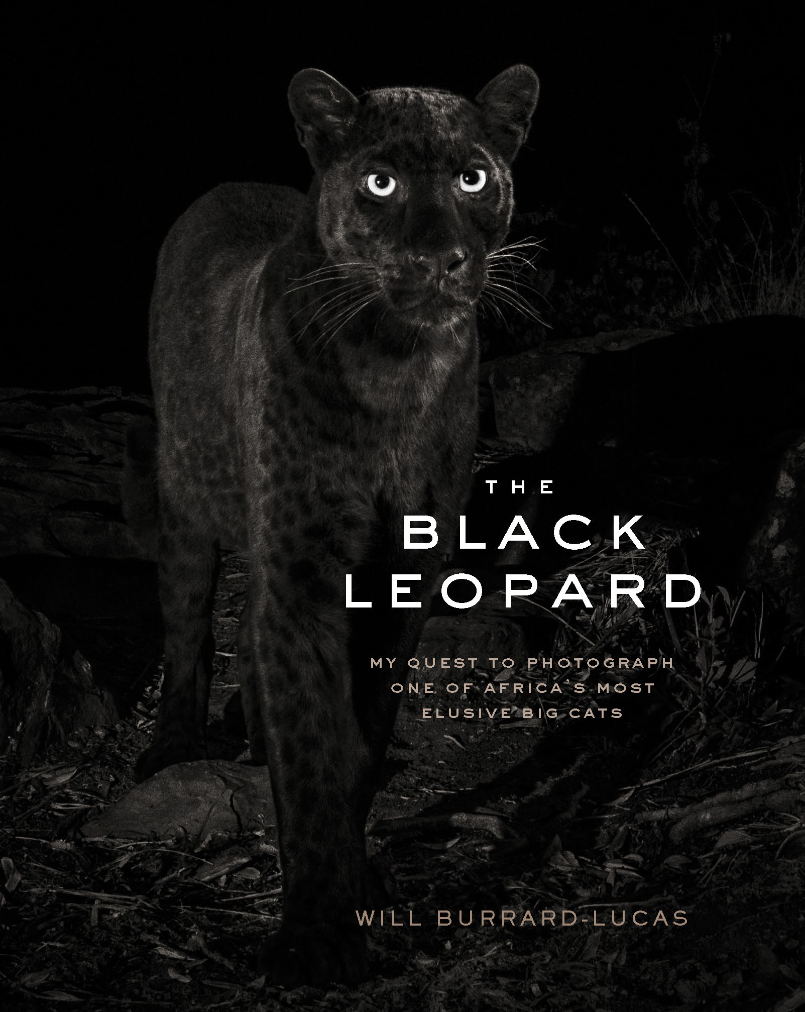 Cover image for The Black Leopard