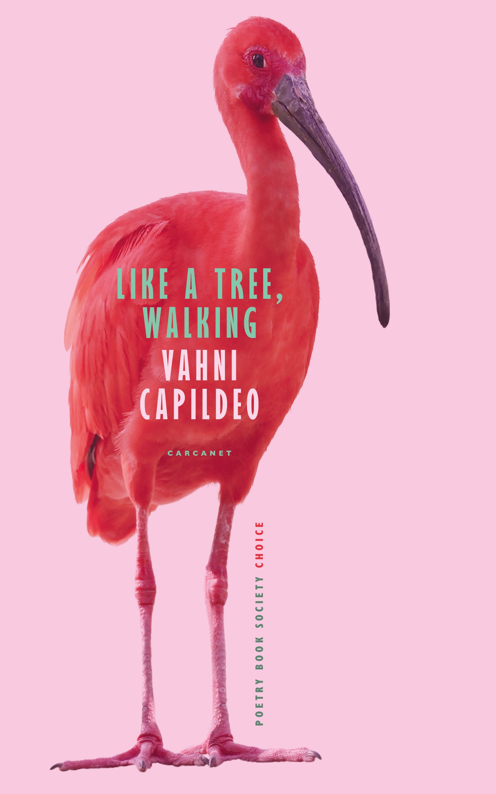 Cover image for Like a Tree, Walking