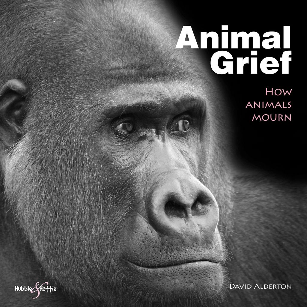 Cover image for Animal Grief