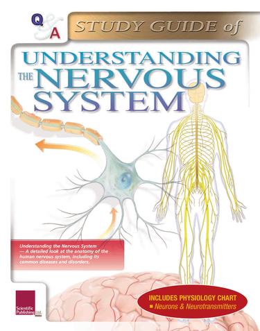 Understanding the Nervous System: A Study Guide