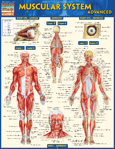 Cover image for Muscular System Advanced