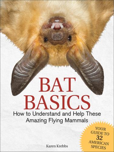 Cover image for Bat Basics