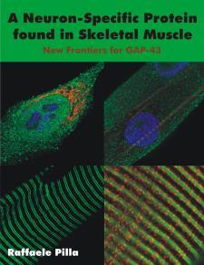 A Neuron-Specific Protein found in Skeletal Muscle: New Frontiers for GAP-43