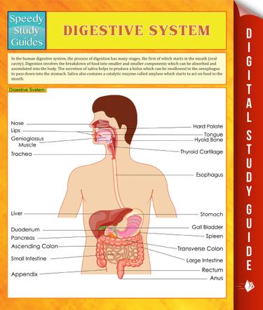 Digestive System Speedy Study Guides