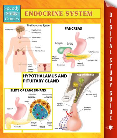 Endocrine System Speedy Study Guides
