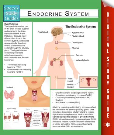 Endocrine System (Speedy Study Guides)