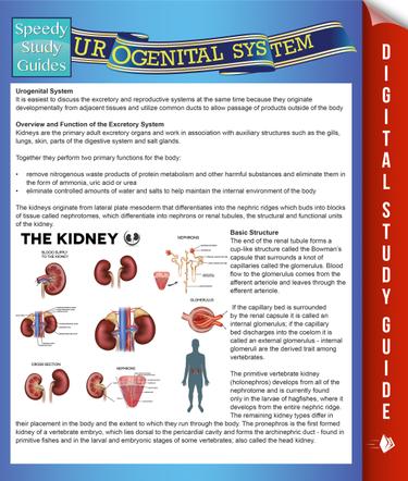 Urogenital System (Speedy Study Guides)