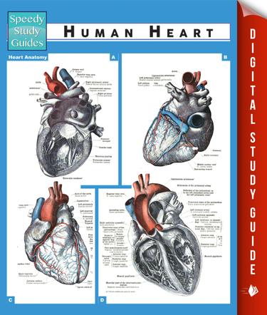 Human Heart (Speedy Study Guides)