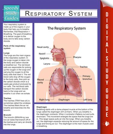 Respiratory System (Speedy Study Guides)