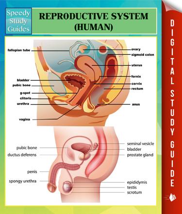 Reproductive System (Human) Speedy Study Guides