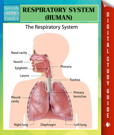 Respiratory System (Human) Speedy Study Guides