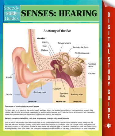 Senses: Hearing Speedy Study Guides