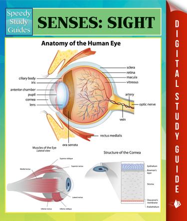 Senses: Sight Speedy Study Guides