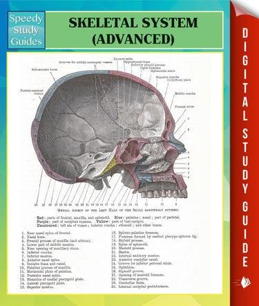 Skeletal System Advanced Speedy Study Guides