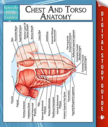 Cover image for Chest And Torso Anatomy (Speedy Study Guide)