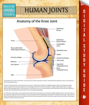 Cover image for Human Joints