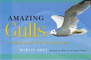 Amazing Gulls