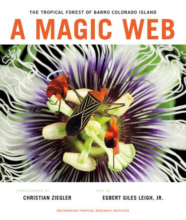 Cover image for A Magic Web